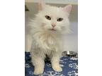 Tuba, Domestic Longhair For Adoption In Silverdale, Washington