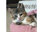 Helen, Domestic Shorthair For Adoption In Virginia Beach, Virginia