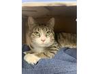 Huckle, Domestic Shorthair For Adoption In Barrie, Ontario