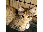 Breanna Fraser, Domestic Shorthair For Adoption In Buhl, Idaho