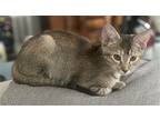 Pip, Domestic Shorthair For Adoption In Lewistown, Pennsylvania