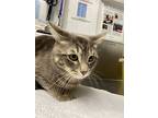 Percy, Domestic Shorthair For Adoption In Burnaby, British Columbia