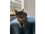 Thistle, Domestic Shorthair For Adoption In Nanaimo, British Columbia