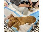 Ginger, American Pit Bull Terrier For Adoption In Henderson, Nevada