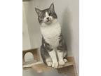 Playstation, Domestic Shorthair For Adoption In Tucson, Arizona