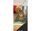 Blossom, Domestic Shorthair For Adoption In Oakville, Ontario