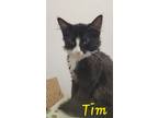 Tim (bonded With Tam), Domestic Mediumhair For Adoption In Oakville, Ontario