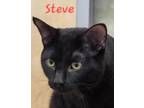 Steve Austin (aka Steve), Domestic Shorthair For Adoption In Oakville, Ontario