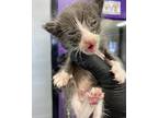 Morsel, Domestic Shorthair For Adoption In Tucson, Arizona