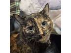Patches *in Foster*, Domestic Shorthair For Adoption In Sheboygan, Wisconsin