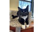 Marie, Domestic Shorthair For Adoption In Rochester, Minnesota