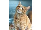 Sidecar, Domestic Shorthair For Adoption In Chicago Heights, Illinois