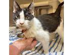 Pistachio, Domestic Shorthair For Adoption In Walnut Creek, California