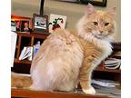 Patrick, Domestic Longhair For Adoption In Springfield, Oregon