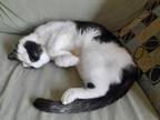 Ella, Domestic Shorthair For Adoption In Toronto, Ontario