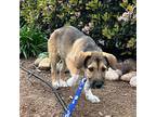 Zook, Terrier (unknown Type, Medium) For Adoption In San Diego, California
