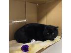 Bagheera, Domestic Shorthair For Adoption In Espanola, New Mexico