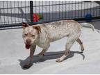 Bane, American Pit Bull Terrier For Adoption In Smithfield, North Carolina