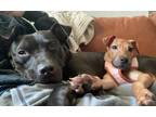 Armie, Manchester Terrier For Adoption In Philadelphia, Pennsylvania