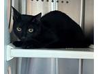 Meow-meow, Domestic Shorthair For Adoption In Norman, Oklahoma