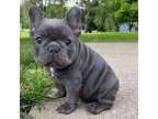 TYHRR French bulldog puppies available