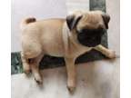 ETERR Pug puppies available