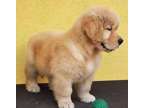 JYFYR Golden retriever puppies available