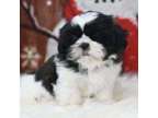 TYHTR Shih Tzu puppies available