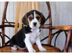 UYYR Beagle puppies available