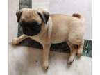 RETYHR Pug puppies available