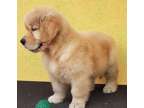UYJTT Golden retriever puppies available
