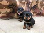 TRUYR Rottweiler puppies available