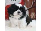 ETR Shih Tzu puppies available