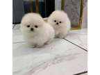 YTFYTR Pomeranian puppies available