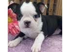 NGHJF Boston terrier puppies available