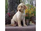 Labrador Retriever Puppy for sale in Fordland, MO, USA