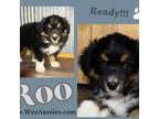 Mutt Puppy for sale in Torrington, WY, USA