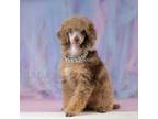 Poodle (Toy) Puppy for sale in Arcata, CA, USA