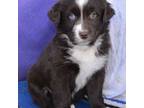 Australian Shepherd Puppy for sale in Deer Park, WA, USA