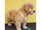 YUYTR Golden retriever puppies available