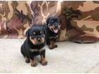NGFYTR Rottweiler puppies available