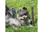 Pomeranian Puppy for sale in Kelso, WA, USA