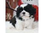 UTFYT Shih Tzu puppies available