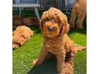 Goldendoodle Puppy for sale in San Francisco, CA, USA