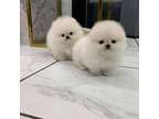 IYTTT Pomeranian puppies available