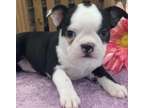 TRDGT Boston terrier puppies available