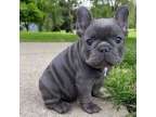 YUTRT French bulldog puppies available