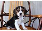 YTRRD Beagle puppies available