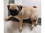 UKYTRT Pug puppies available