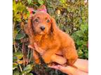 Red Toy Poodle Mixed